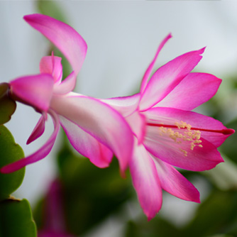 Unleashing the Beauty of Zygocactus 2