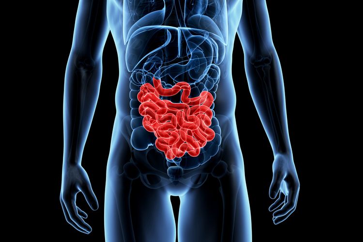 Beneficial intestine micro organism metabolize 5